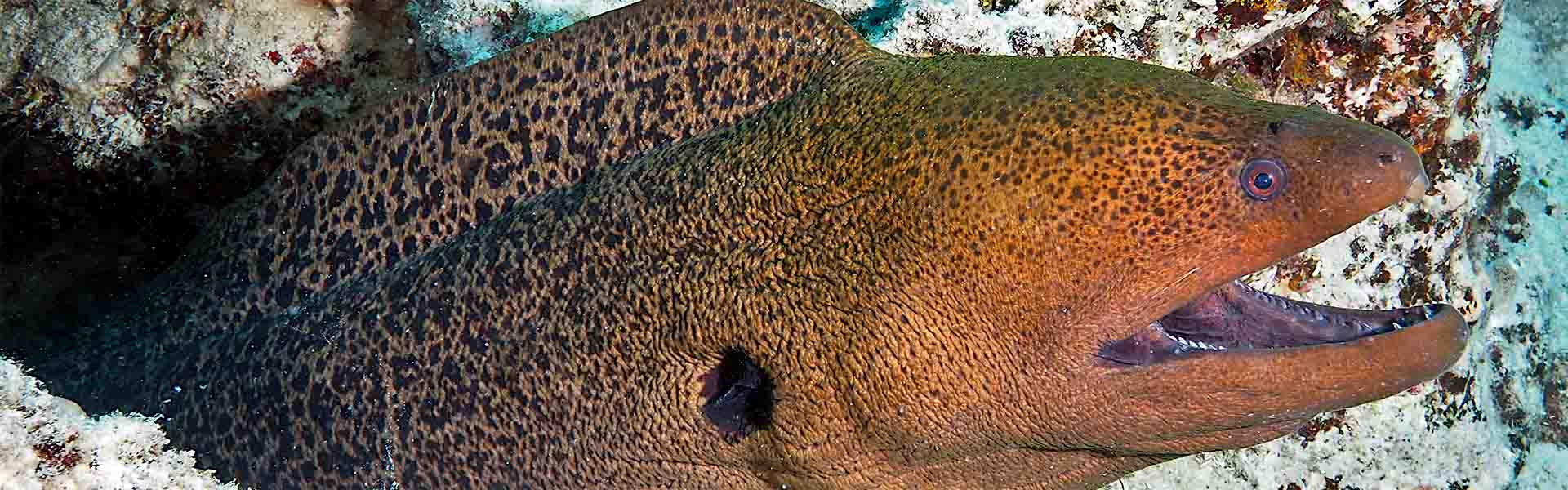 The Giant Moray